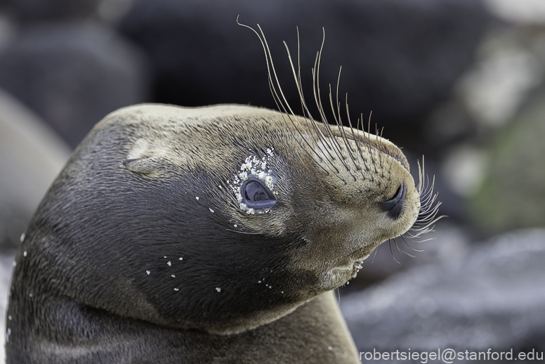 galapagos